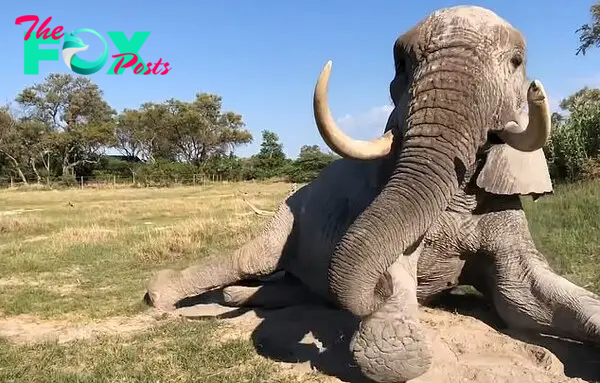 The keeper pats Jabu's trunk and begins to walk away before telling him that he can now get up. The elephant heaves himself to his feet and the video ends shortly afterwards