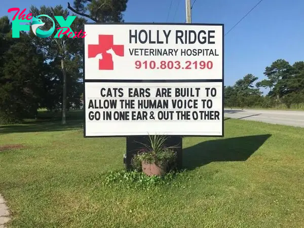 funny cat jokes vet clinic signs ear anatomy
