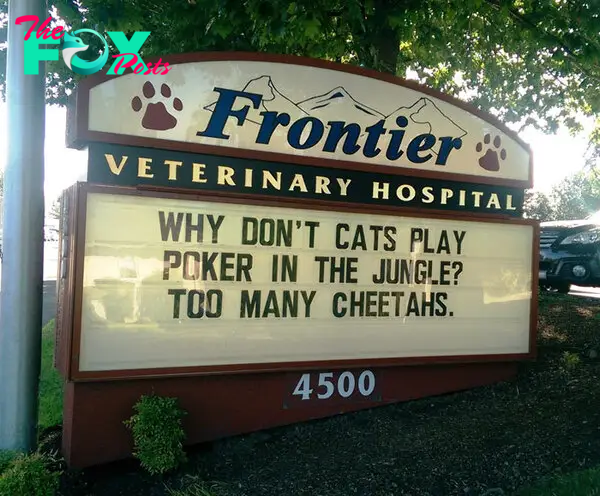 funny cat jokes vet clinic signs poker cheetahs
