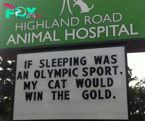 funny cat jokes vet clinic signs sleeping olympics