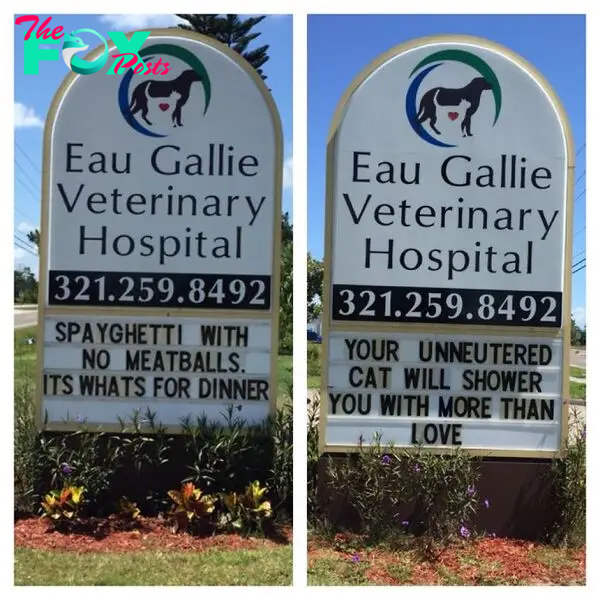 funny cat jokes vet clinic signs spayghetti