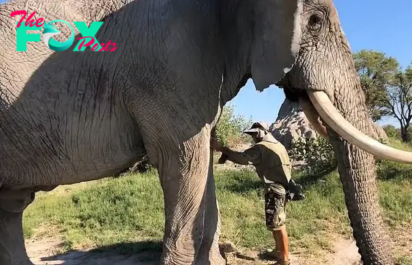 The astonishing footage was recorded at the Elephant Rescue Centre in Botswana as the keeper raises his hand and places it on the mammal's leg before calmly saying: 'Jabu, lie down'