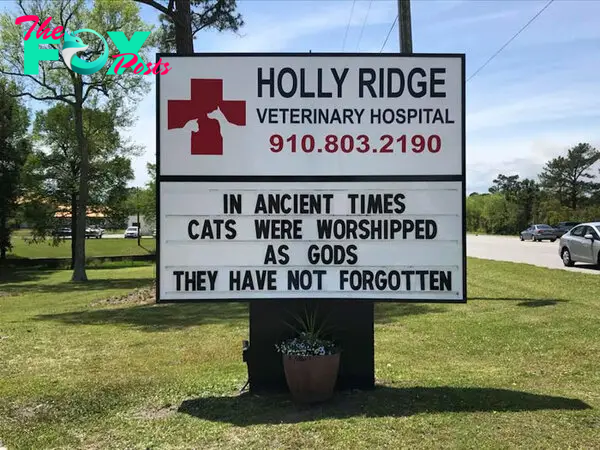 funny cat jokes vet clinic signs worshipped as gods