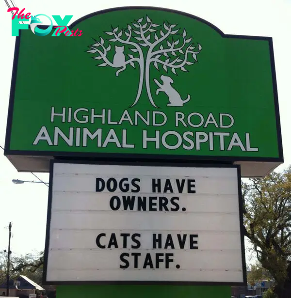 funny cat jokes vet clinic signs cats have staff