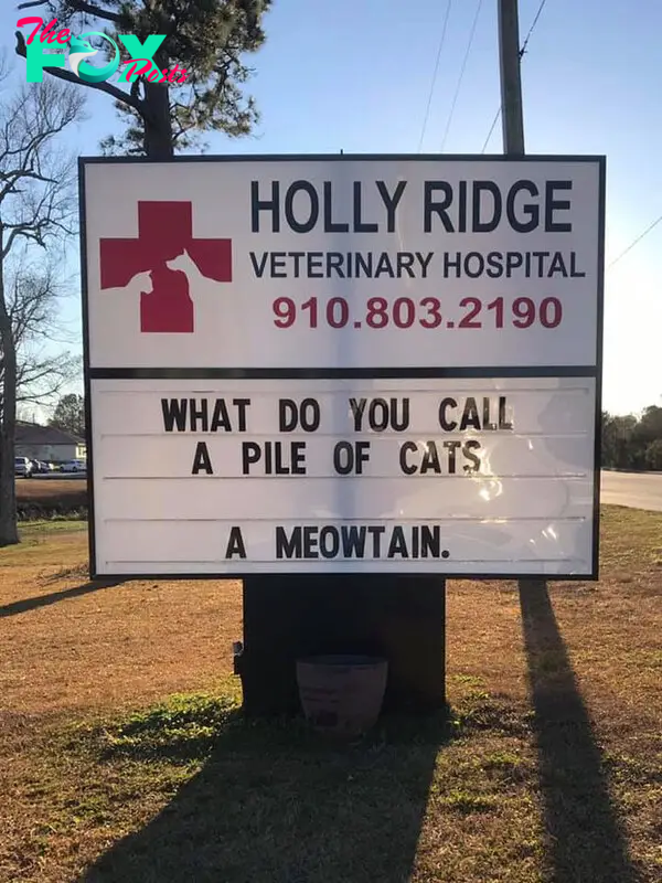 funny cat jokes vet clinic signs meowtain