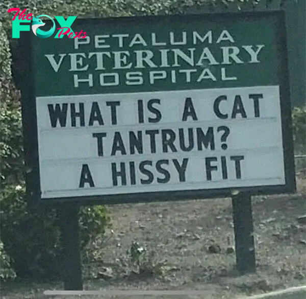 funny cat jokes vet clinic signs hissy fit