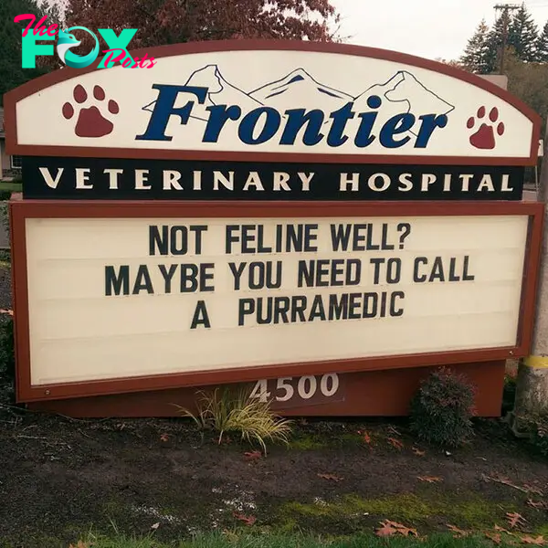 funny cat jokes vet clinic signs purramedic
