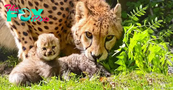 Lioness Lola gave birth to triplet cubs at Chelyabinsk . (Video)