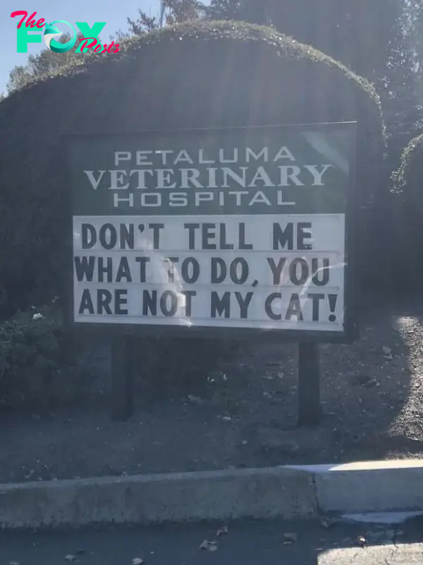 funny cat jokes vet clinic signs cats tell you what to do