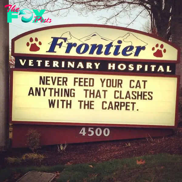 funny cat jokes vet clinic signs lashes with carpet