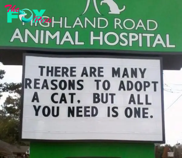funny cat jokes vet clinic signs reasons to adopt