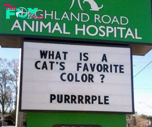 funny cat jokes vet clinic signs purrple