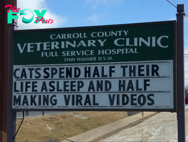 funny cat jokes vet clinic signs viral videos