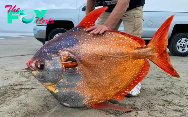 Mỹ: Phát hiện cá mặt trăng nặng 45kg, trôi dạt bờ biển cực kỳ hiếm có