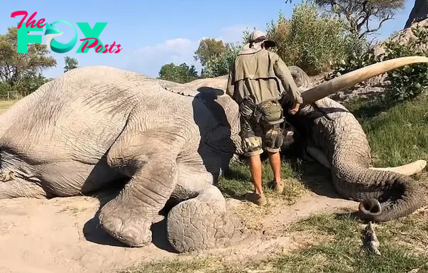 The conservation worker says 'good boy' and throws a handful of food into Jabu's mouth as a reward