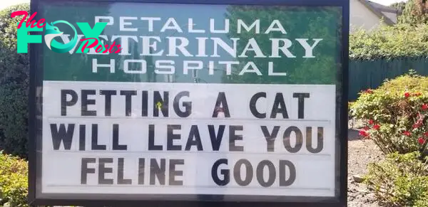 funny cat jokes vet clinic signs feline good