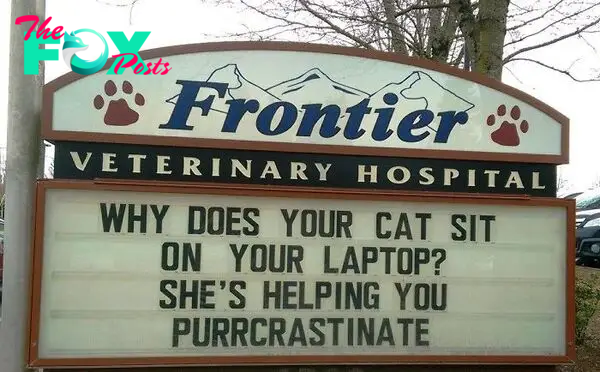funny cat jokes vet clinic signs purrcrastinate