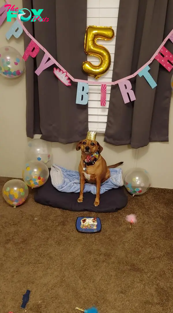 It's my dog's 5th birthday! : r/dogpictures