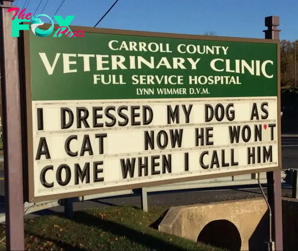 funny cat jokes vet clinic signs dog dressed as cat