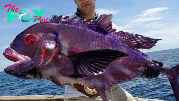 10 Most Unique Fish Found In The Ocean! - YouTube