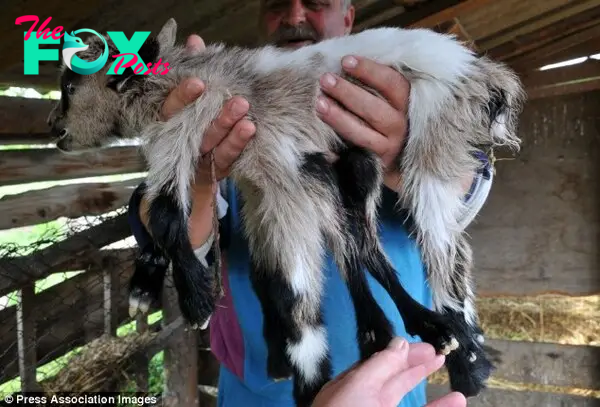Billy the squid: the eight-legged 'octogoat' boy is 𝐛𝐨𝐫𝐧 on a Croatian farm |  daily mail online