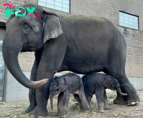 Twin male Asian elephant babies born to parents Mali and Doc 