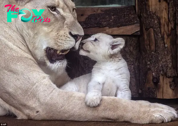 One of the seven-week-old cubs affectionately plays with its mother Kiara. The extremely rare big cats are nearly extinct in their native South Africa because of the poaching trade