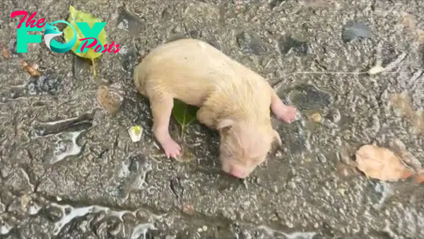 Injured Newborn Puppy Was Found In The Heavy Rain, Crying Helplessly For His Lost Momma