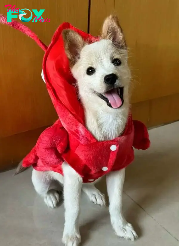 photo of puppy wearing a red jacket