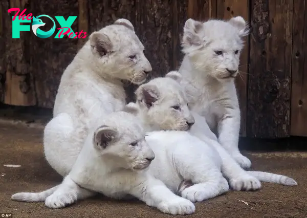 The seven-week-old lion cubs - one female and three male - were born on Christmas day at the Magdeburg Zoo in Gemrnay, and now weigh between eight and 11 kilograms each