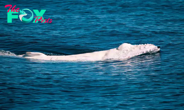 Cá voi lưng gù trắng hoàn toàn xuất hiện cùng mẹ