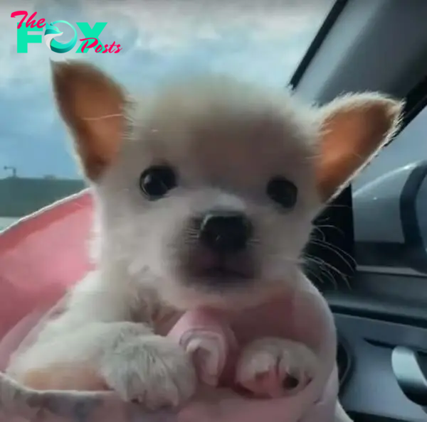 photo of tiny puppy