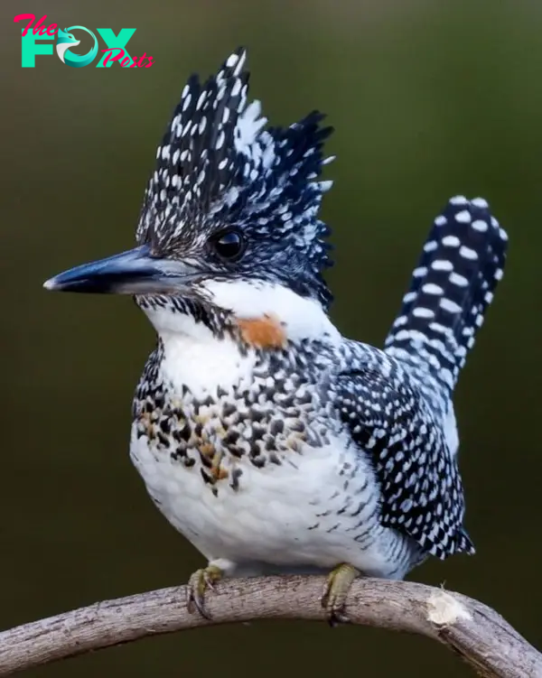 The crested kingfisher has black spots on its back and wings