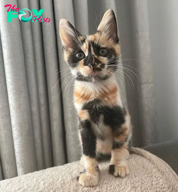 stunning calico kitten cat