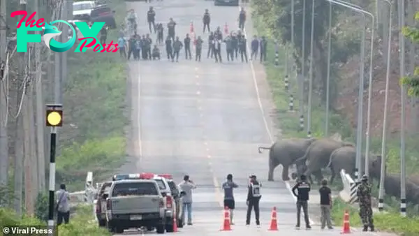The herd of 50 elephants cross the road in just under 40 seconds and return safely to the jungle on the other side