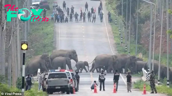 A young elephant calf can be seen crossing the road with its parents as onlookers take pictures