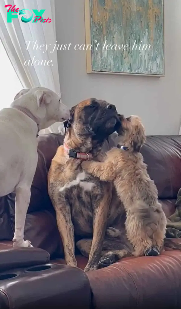 two dogs comforting another one on the couch