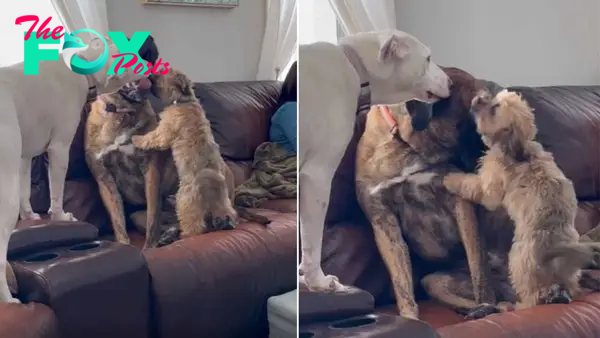 Abused Dog, Rex, Has The Pawfect Siblings To Help Him Overcome Anxiety