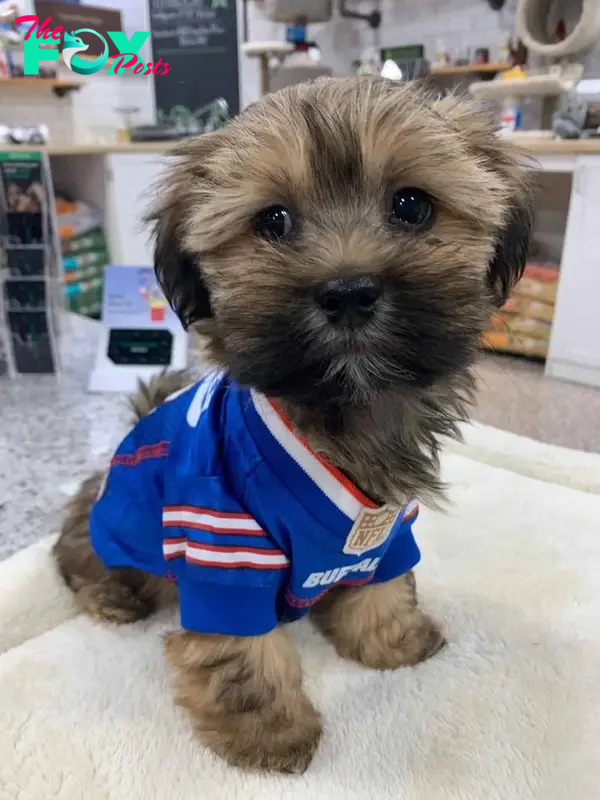 cute dog wearing sport shirt