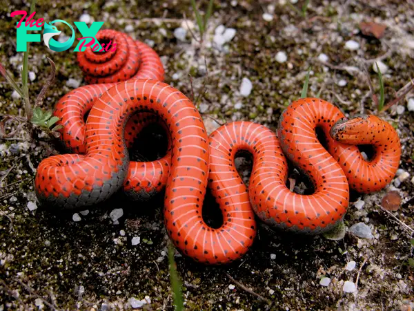 Defensive display by a western ring-necked snake (Diadophis punctatus), native to the western United States.