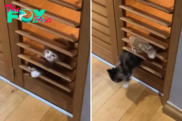 Kittens sneak through shutter door