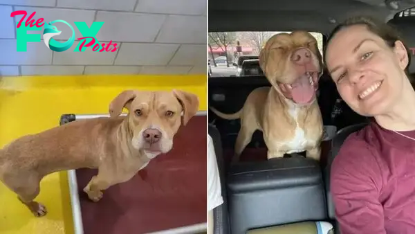 This Pup Had The Sweetest Reaction When He Realized That He Was Leaving The Shelter