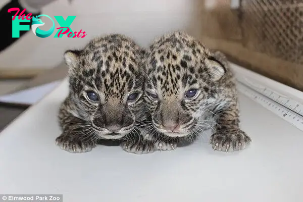 Inka and her cubs are under constant observation. Zoo staff said the cubs (pictured) 'look great, are actively nursing for long periods of time, and are very vocal'