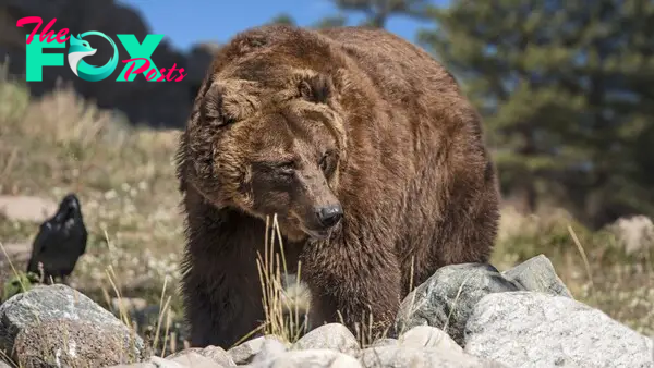 Extinct 'hypercarnivorous' California grizzly bears were actually mostly  vegetarian before Europeans showed up | Live Science