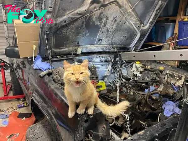 cat, jeep