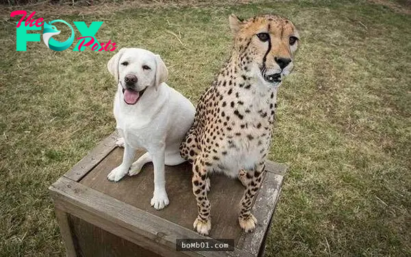 Labrador Dog and Little Leopard