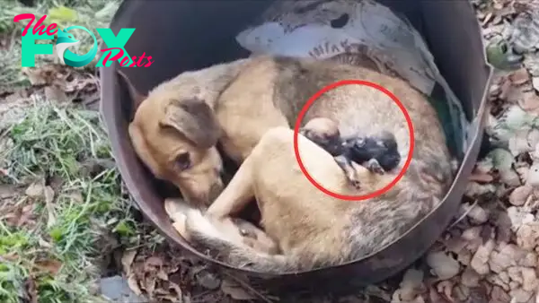 Their Hearts Cried When They Saw The Dumped Mother Dog Mourning Her Deceased Puppies
