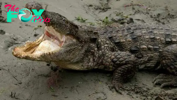 Qld monster up among world's largest crocs | SBS News