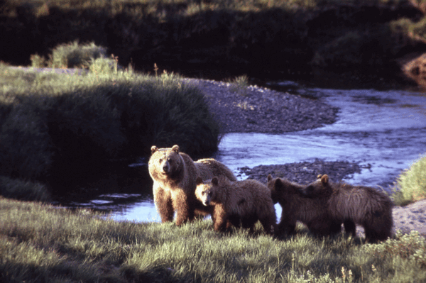Just Because Yellowstone Grizzly Numbers Are Growing Doesn't Mean They're Saved - Pacific Standard