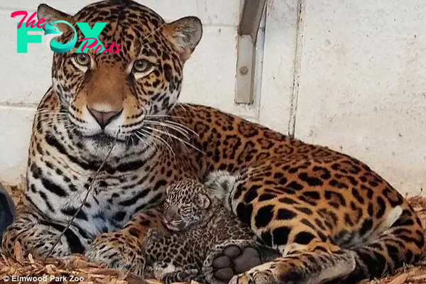 Staff at the Elmwood Park Zoo said, Inka (pictured) the jaguar, unexpectedly gave birth to two adorable cubs in the early morning hours of January 24